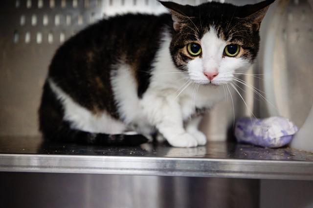 CRISPETA, Adoptable, Adult Female Domestic Short Hair.