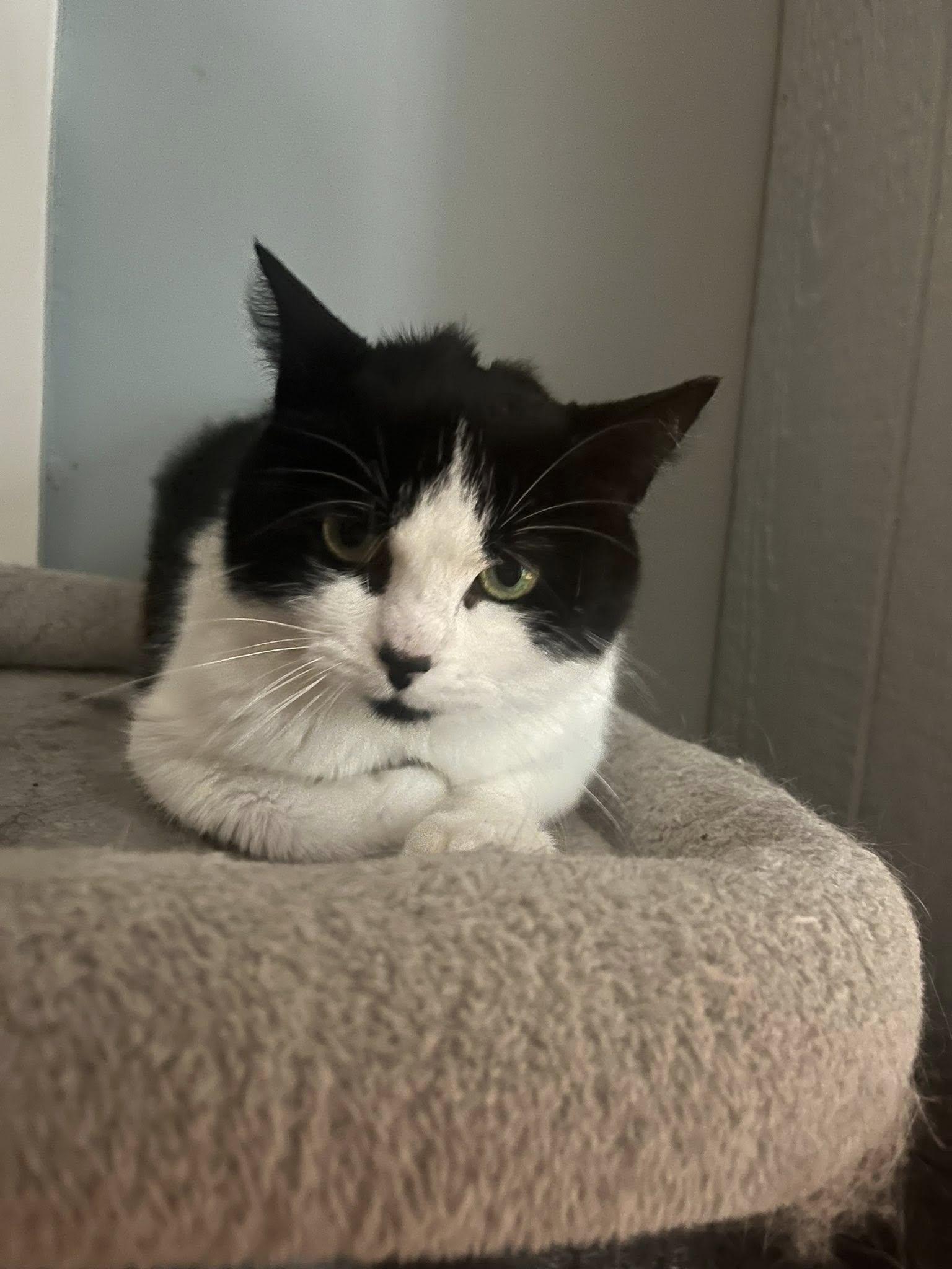 Enlarge Bernadette, a ADOPTABLE Domestic Short Hair in Spencerville, ON image 1/5