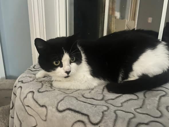 Enlarge Bernadette, a ADOPTABLE Domestic Short Hair in Spencerville, ON image 5/5