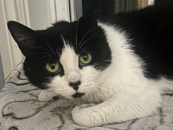 Enlarge Bernadette, a ADOPTABLE Domestic Short Hair in Spencerville, ON image 4/5