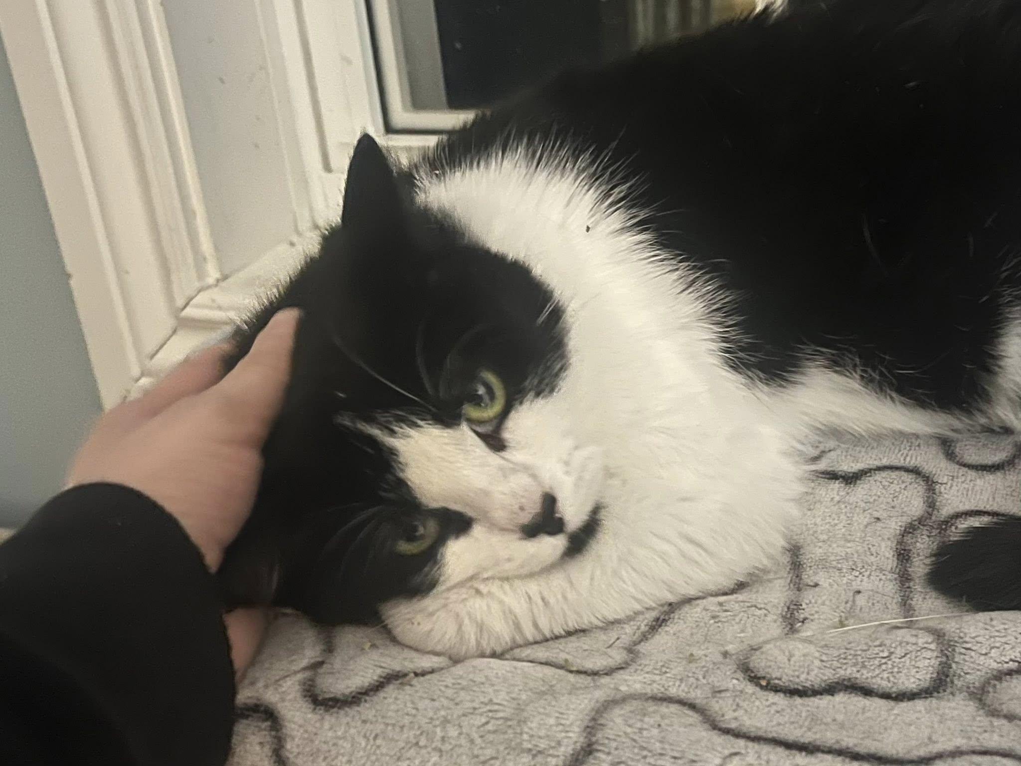 Enlarge Bernadette, a ADOPTABLE Domestic Short Hair in Spencerville, ON image 3/5