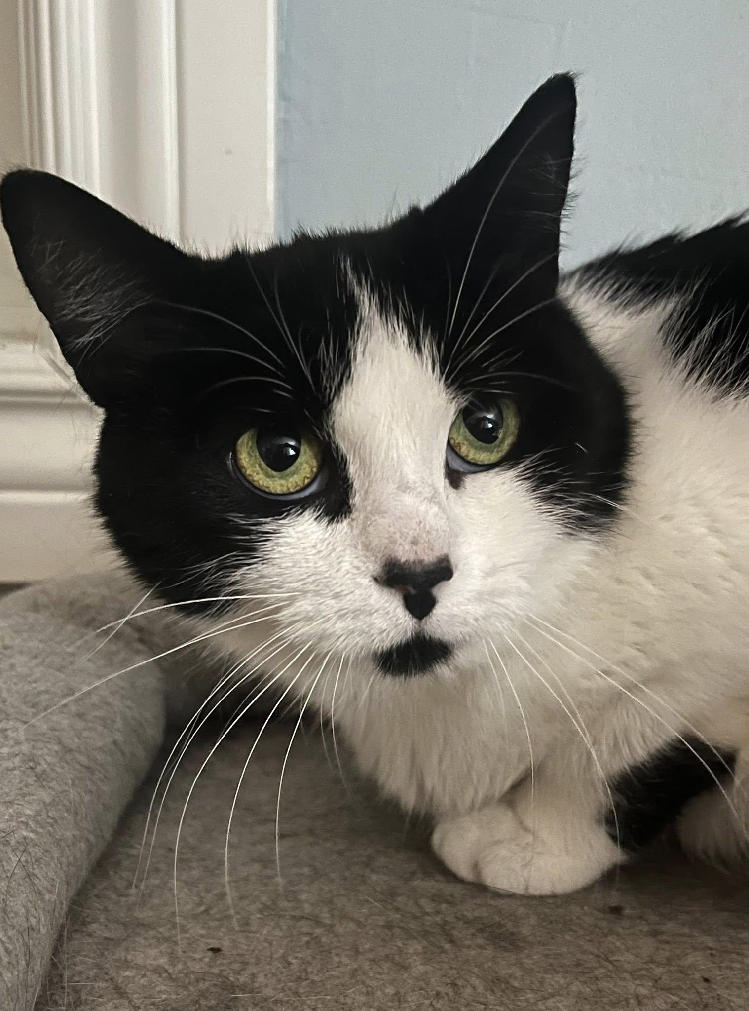 Enlarge Bernadette, a ADOPTABLE Domestic Short Hair in Spencerville, ON image 2/5
