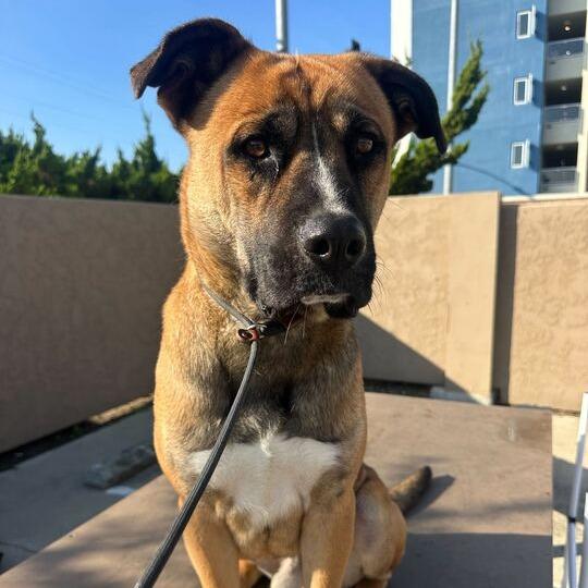 Rex, a Adoptable mixed breed in Turlock, CA image 1/5