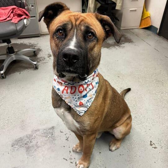 Rex, a Adoptable mixed breed in Turlock, CA image 2/5