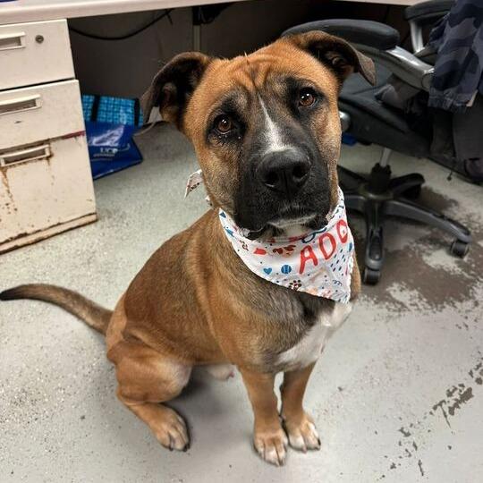 Rex, a Adoptable mixed breed in Turlock, CA image 3/5