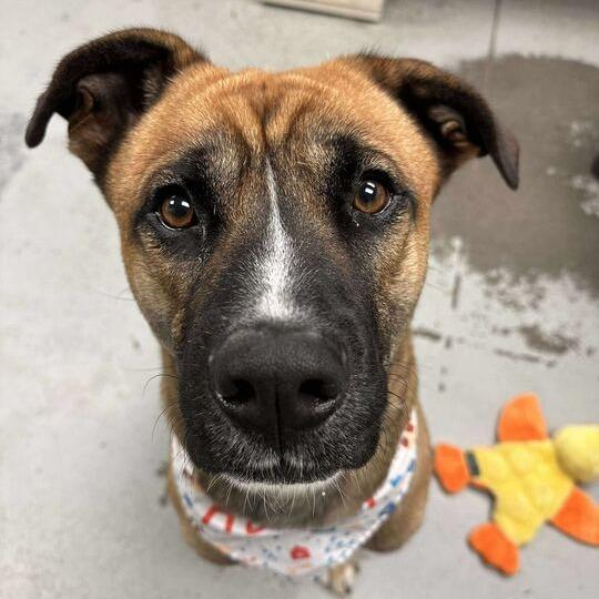 Rex, a Adoptable mixed breed in Turlock, CA image 4/5