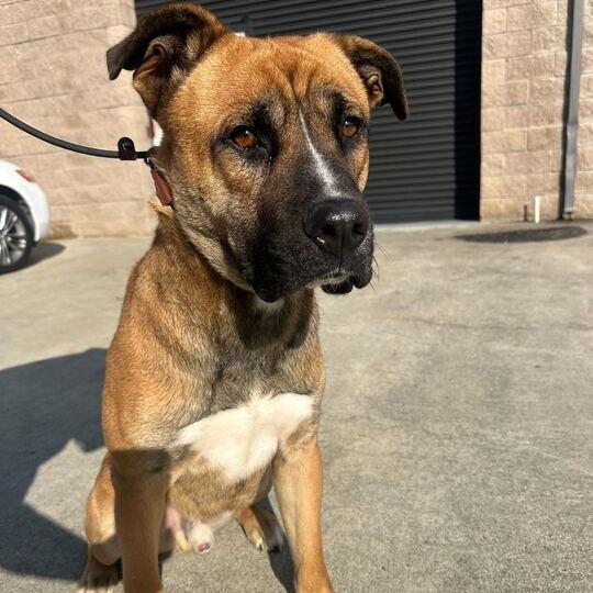 Rex, a Adoptable mixed breed in Turlock, CA image 5/5