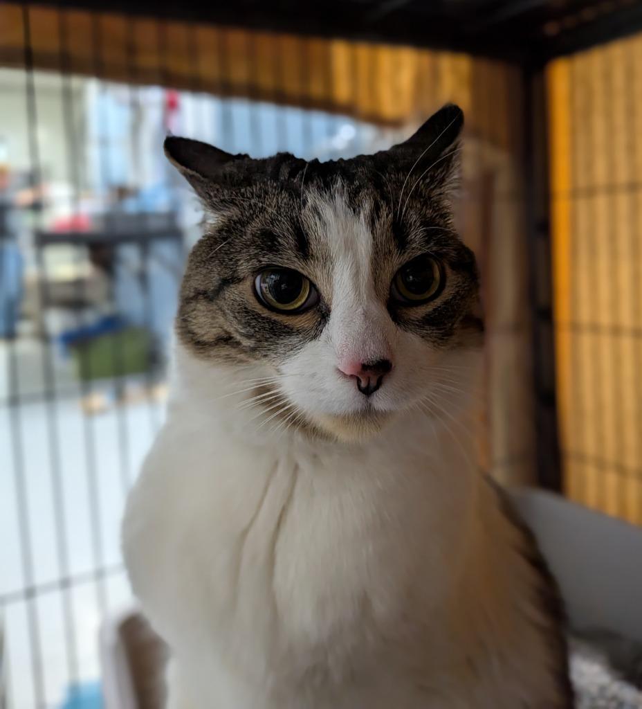 MAZI (aka, Bella), Adopted, Adult Female Domestic Short Hair.