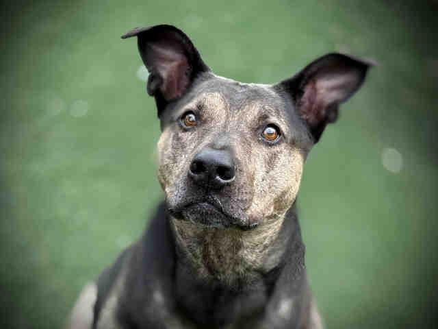 PONGA, Adoptable, Adult Female Pit Bull Terrier.