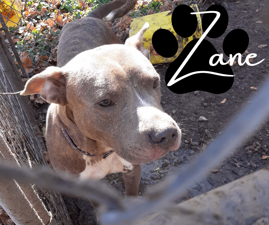 Enlarge Zane, a Adoptable Pit Bull Terrier in Marion, IN image 1/1