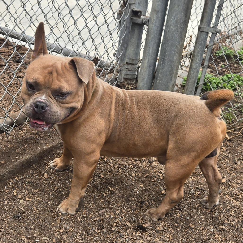Kronker, Adoptable, Adult Male Mixed Breed.