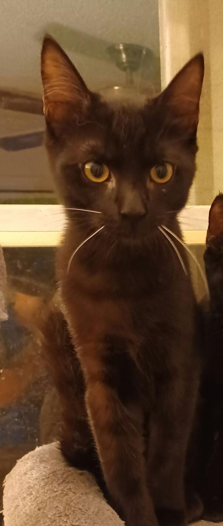 Enlarge Dean *, a Adoptable Domestic Short Hair in Royal Palm Beach, FL image 1/1