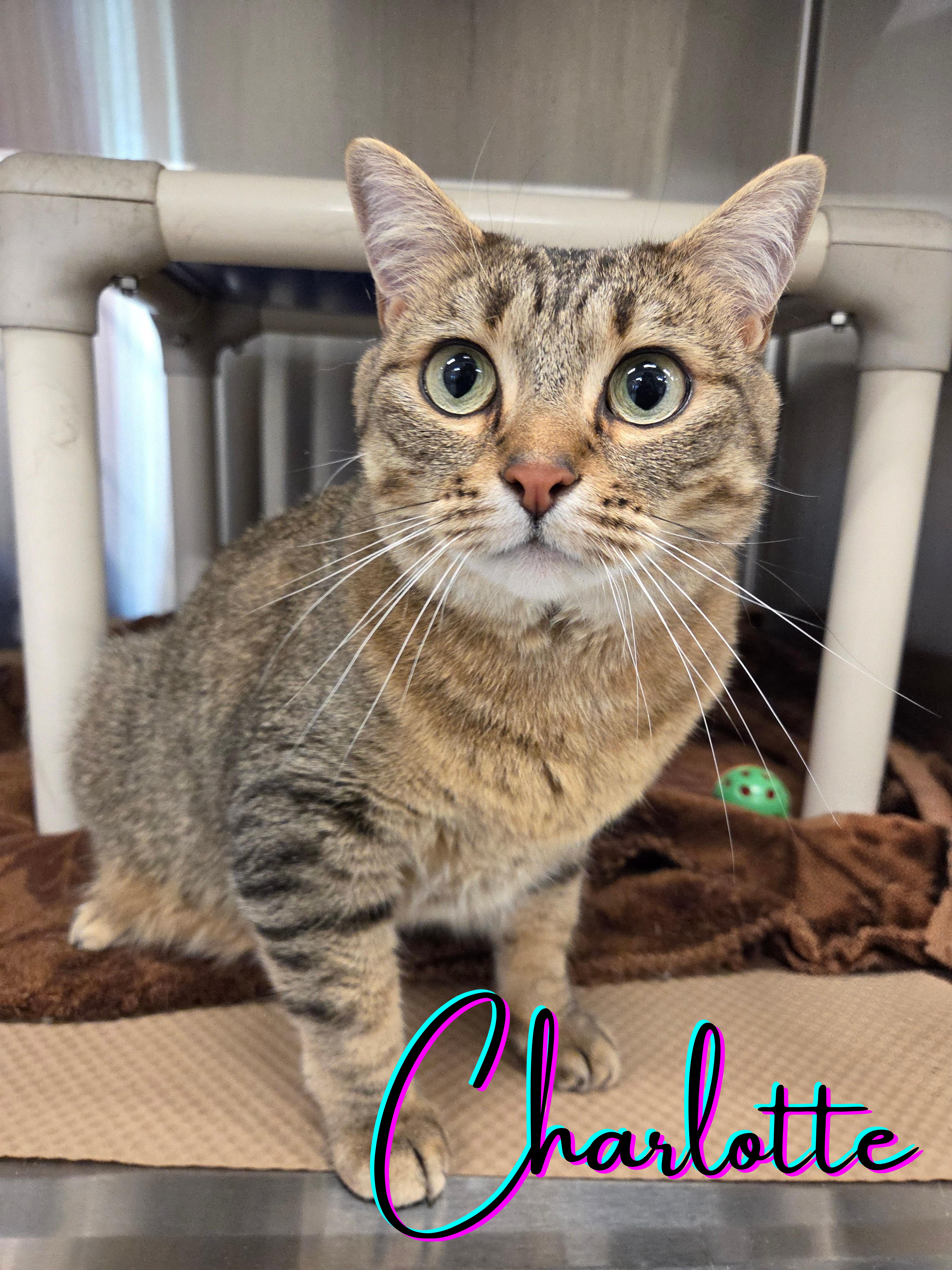 Charlotte, ADOPTABLE, Young Female Domestic Short Hair.