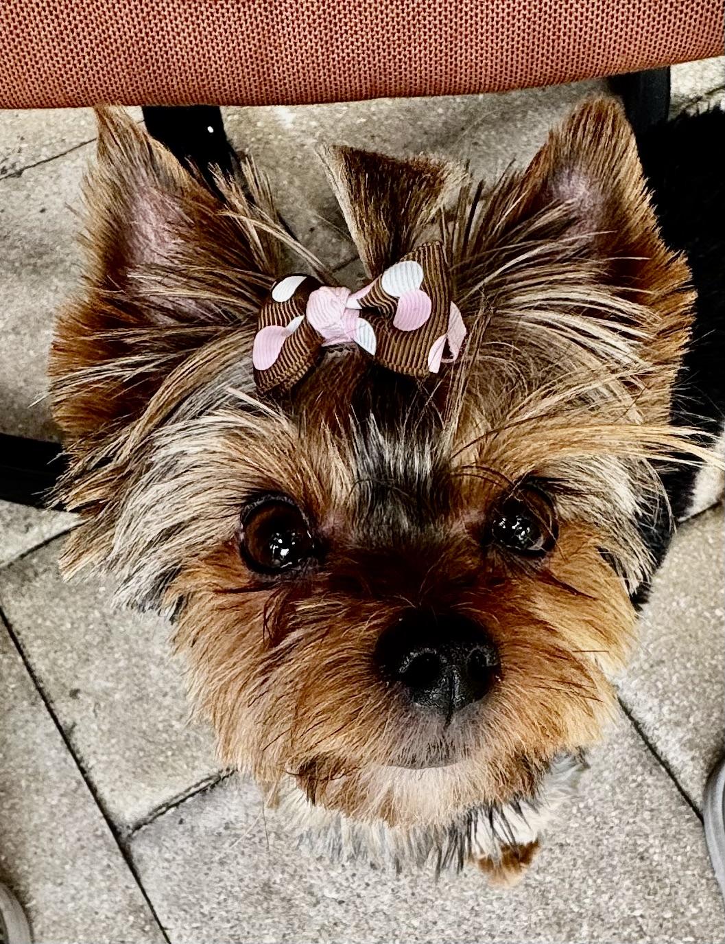Enlarge Pepa the pocket Yorkie, a Adopted Yorkshire Terrier in Fort Myers Beach, FL image 4/4
