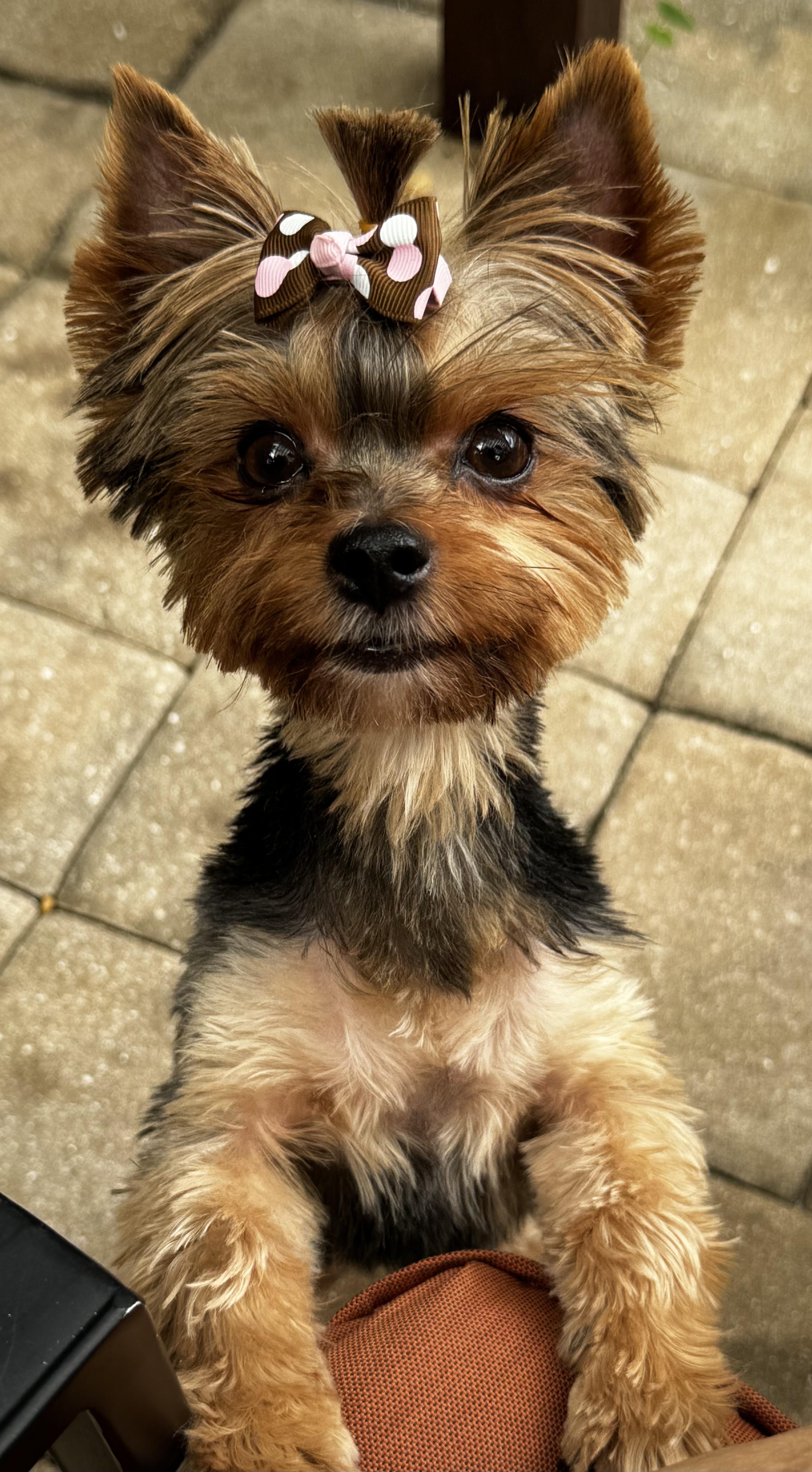 Enlarge Pepa the pocket Yorkie, a Adopted Yorkshire Terrier in Fort Myers Beach, FL image 1/4