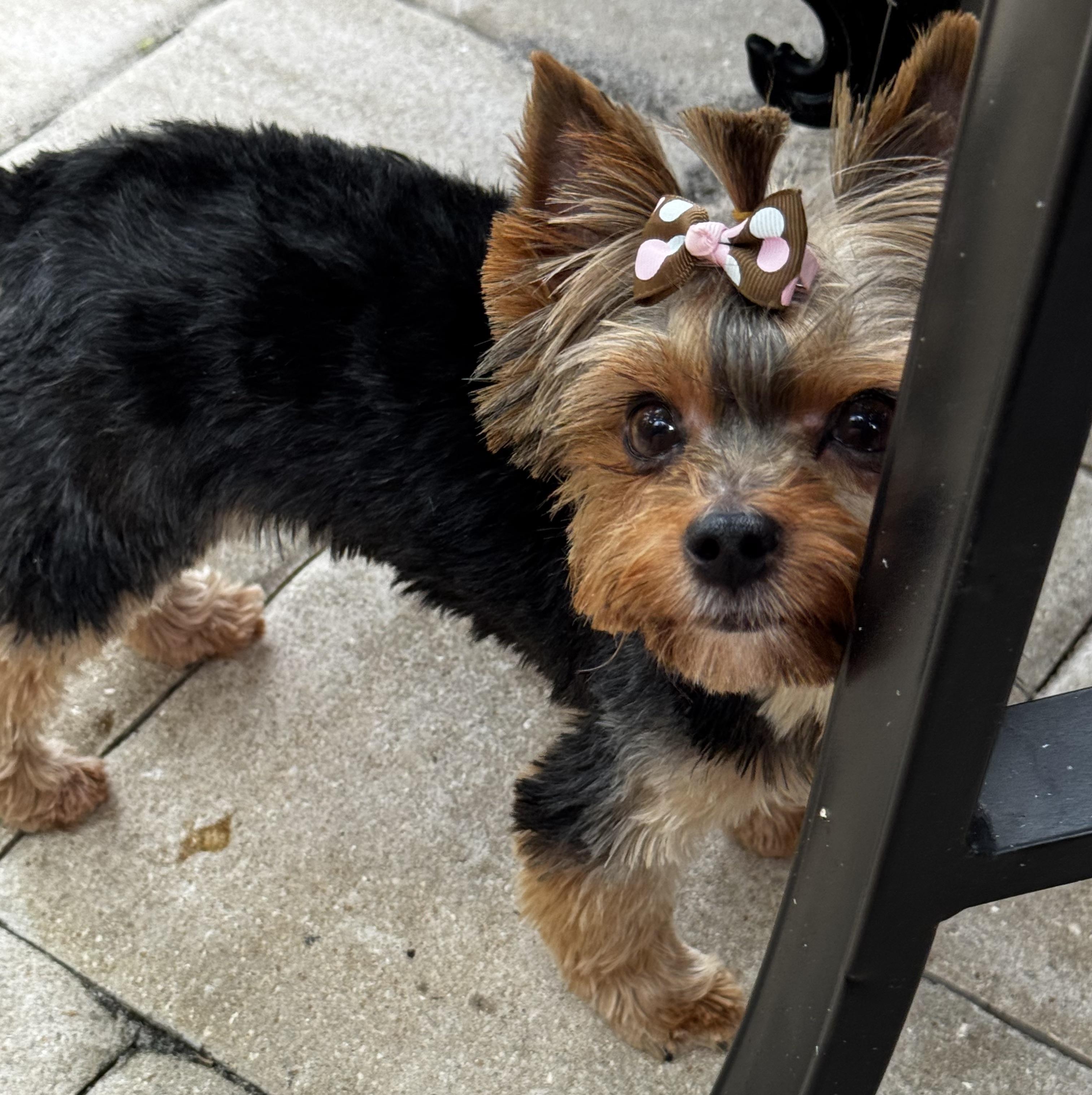 Enlarge Pepa the pocket Yorkie, a Adopted Yorkshire Terrier in Fort Myers Beach, FL image 3/4