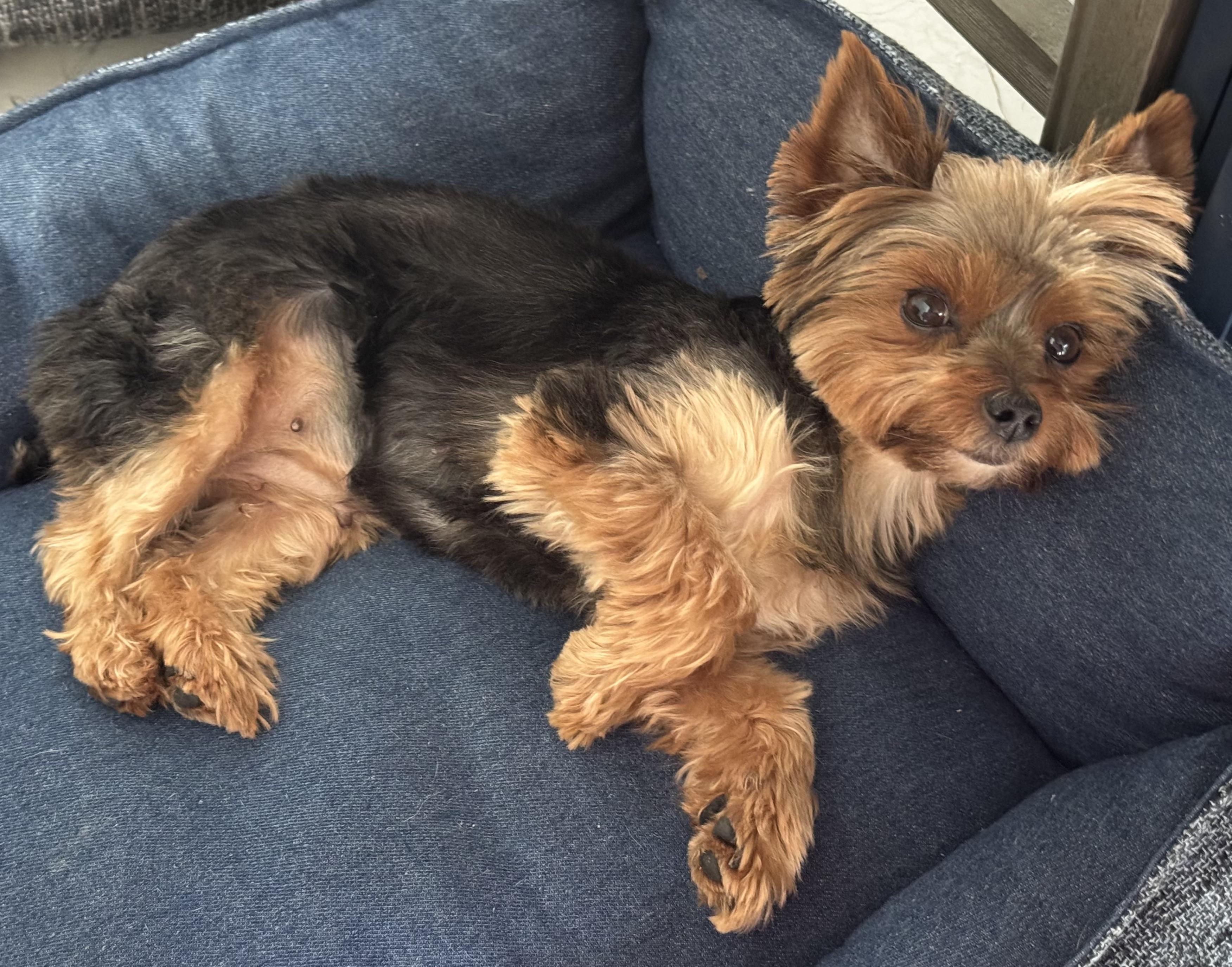 Enlarge Pepa the pocket Yorkie, a Adopted Yorkshire Terrier in Fort Myers Beach, FL image 2/4