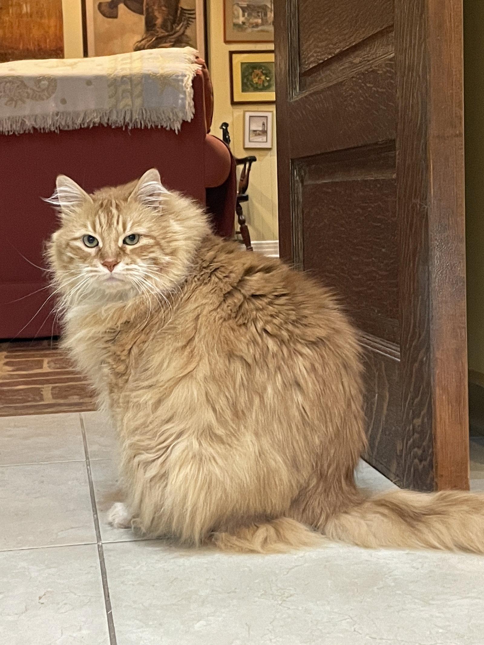 Enlarge Purr, a Adopted Maine Coon in Mobile, AL image 1/2
