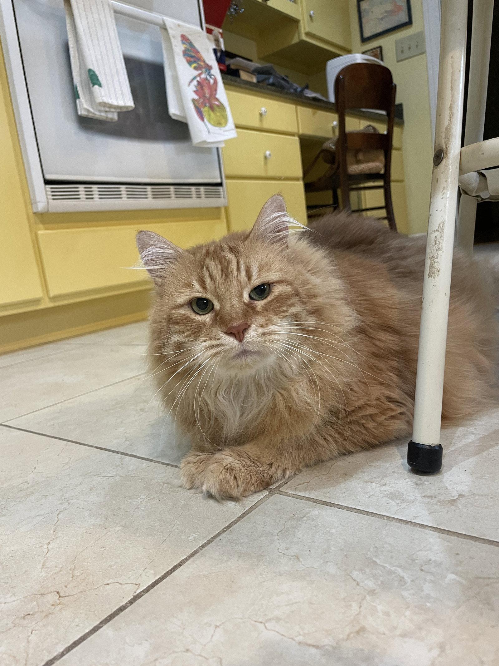 Enlarge Purr, a Adopted Maine Coon in Mobile, AL image 2/2