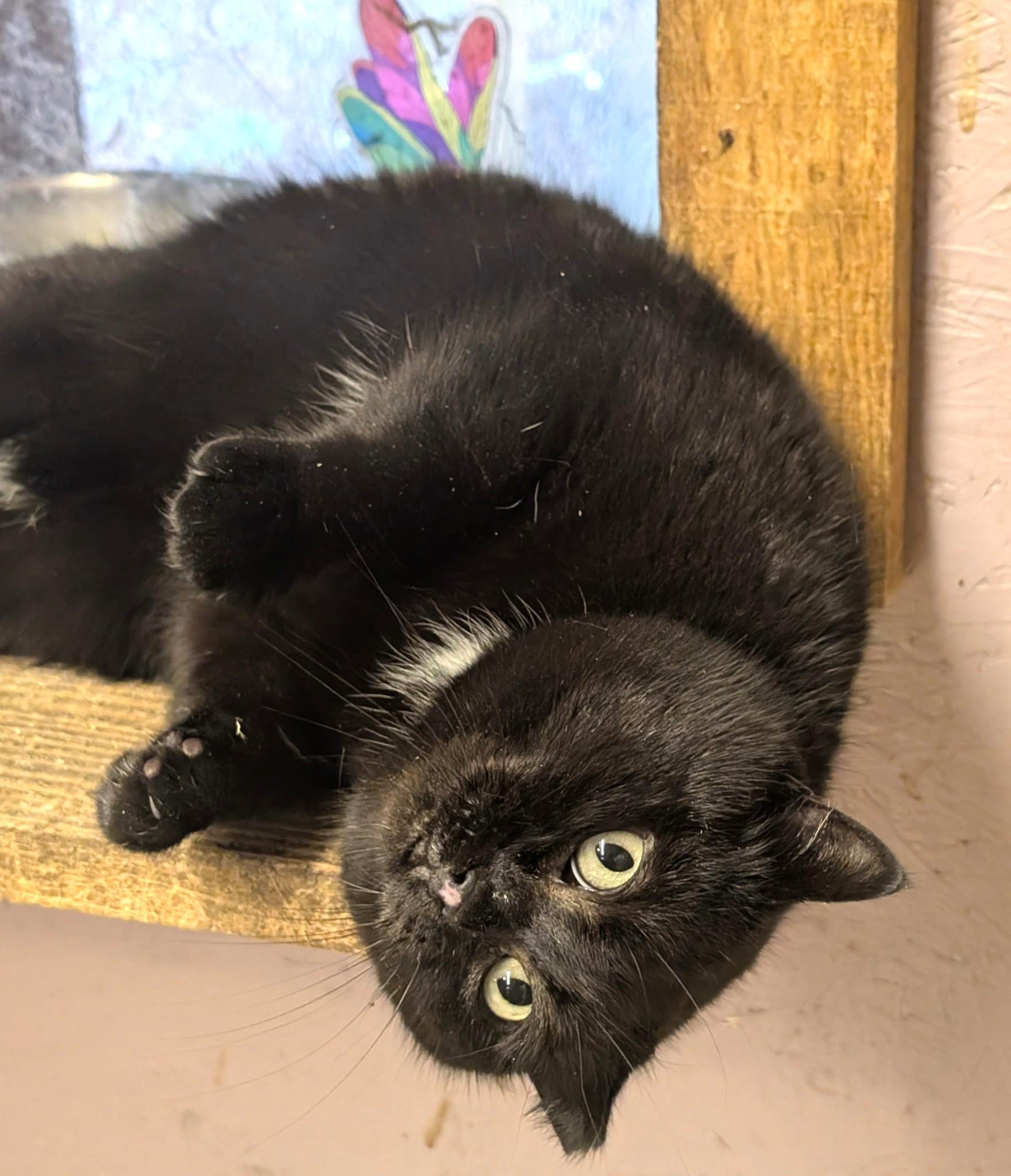 Enlarge Inez: What a Character!, a ADOPTABLE Domestic Short Hair in Newport, WA image 4/6