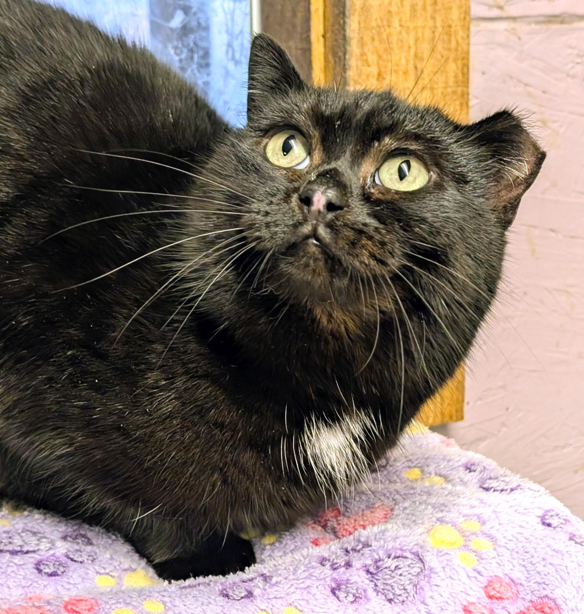 Enlarge Inez: What a Character!, a ADOPTABLE Domestic Short Hair in Newport, WA image 3/6
