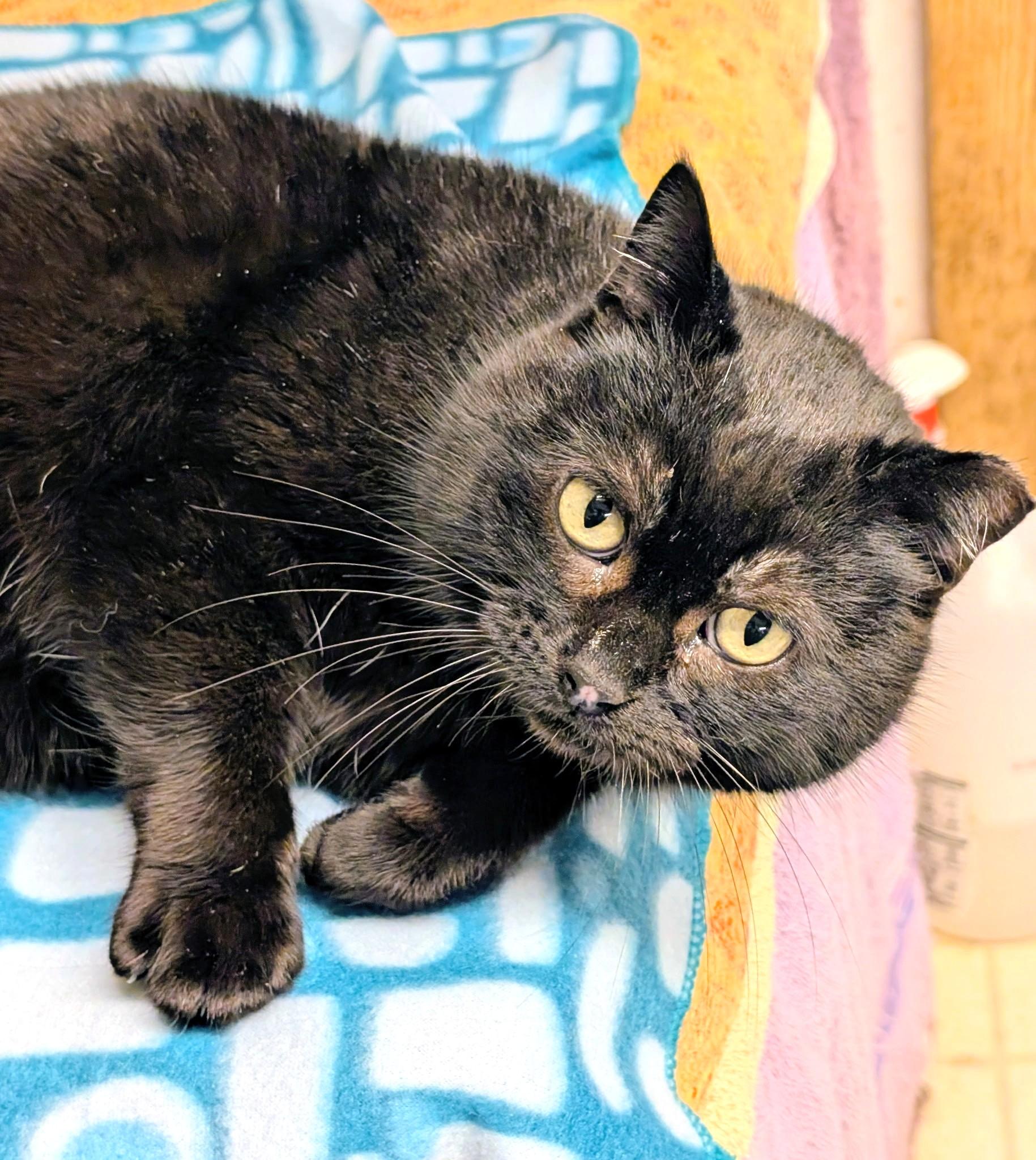 Enlarge Inez: What a Character!, a ADOPTABLE Domestic Short Hair in Newport, WA image 5/6
