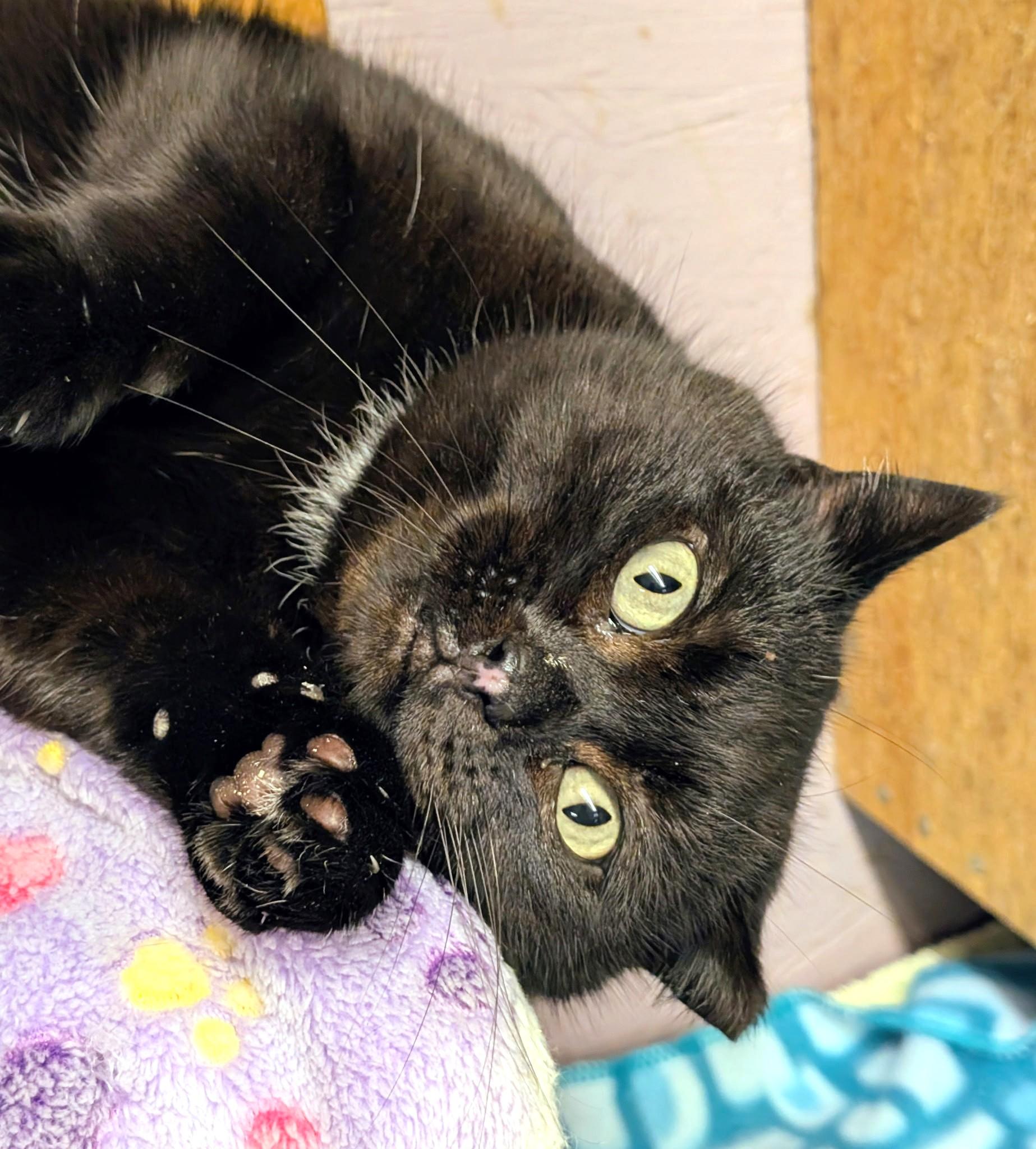 Enlarge Inez: What a Character!, a ADOPTABLE Domestic Short Hair in Newport, WA image 1/6