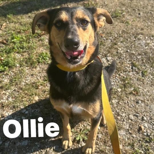 Ollie, Adoptable, Adult Male Shepherd.