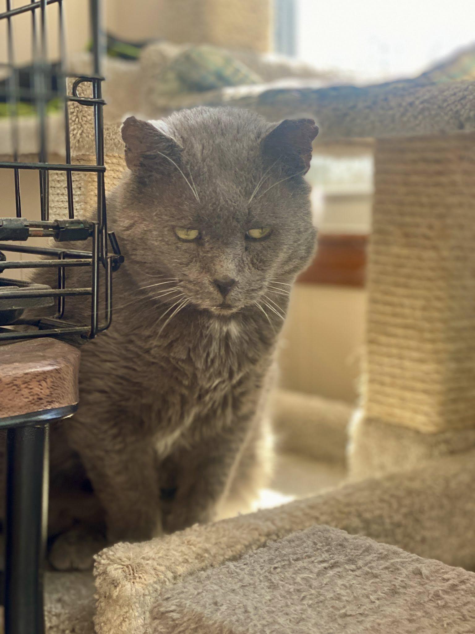 Big Papi, a Adoptable Domestic Short Hair in Plainville, MA image 1/6