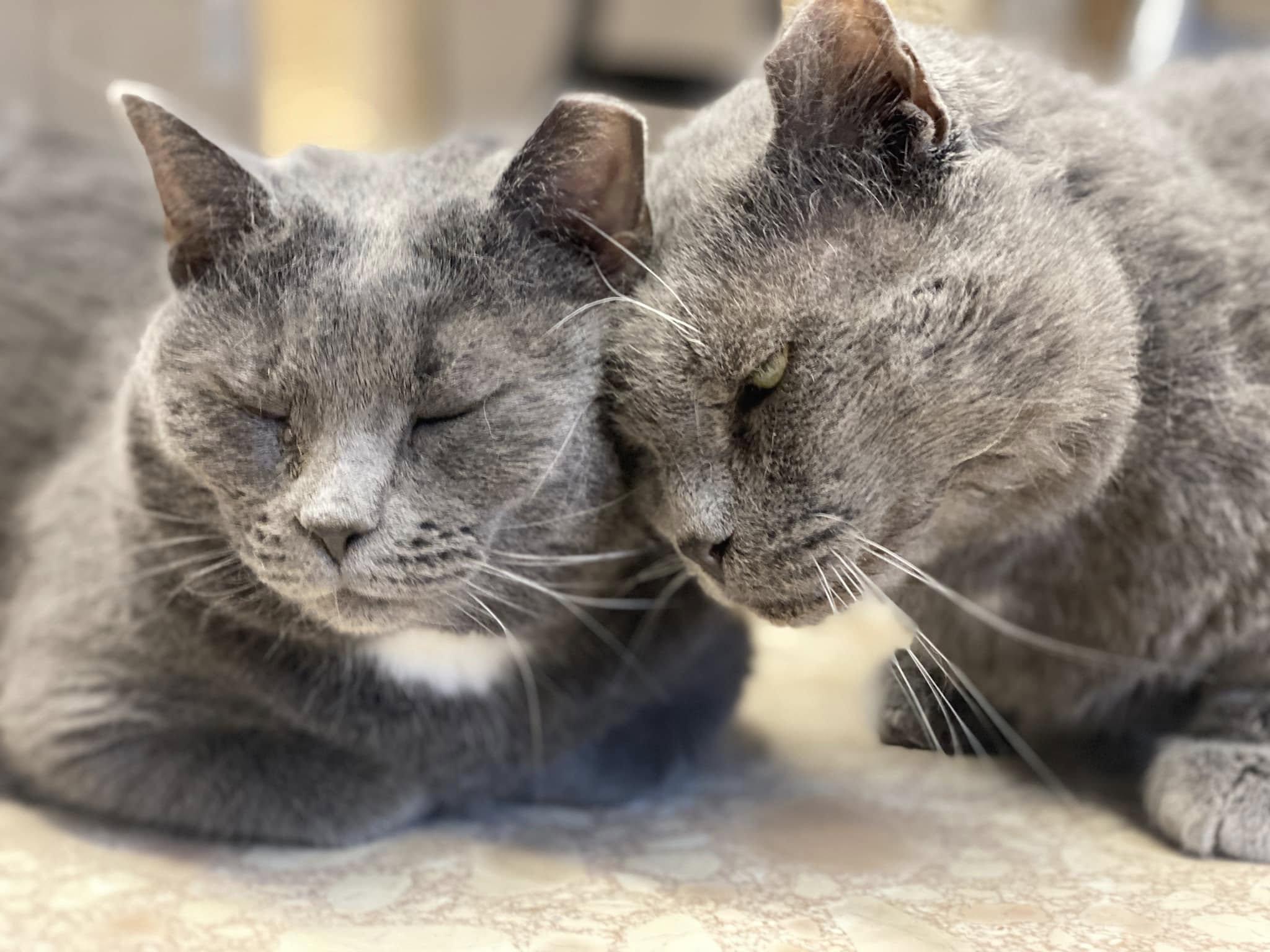 Big Papi, a Adoptable Domestic Short Hair in Plainville, MA image 2/6