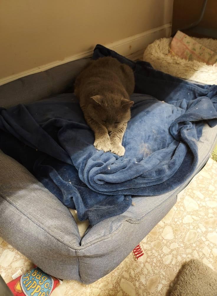 Big Papi, a Adoptable Domestic Short Hair in Plainville, MA image 3/6