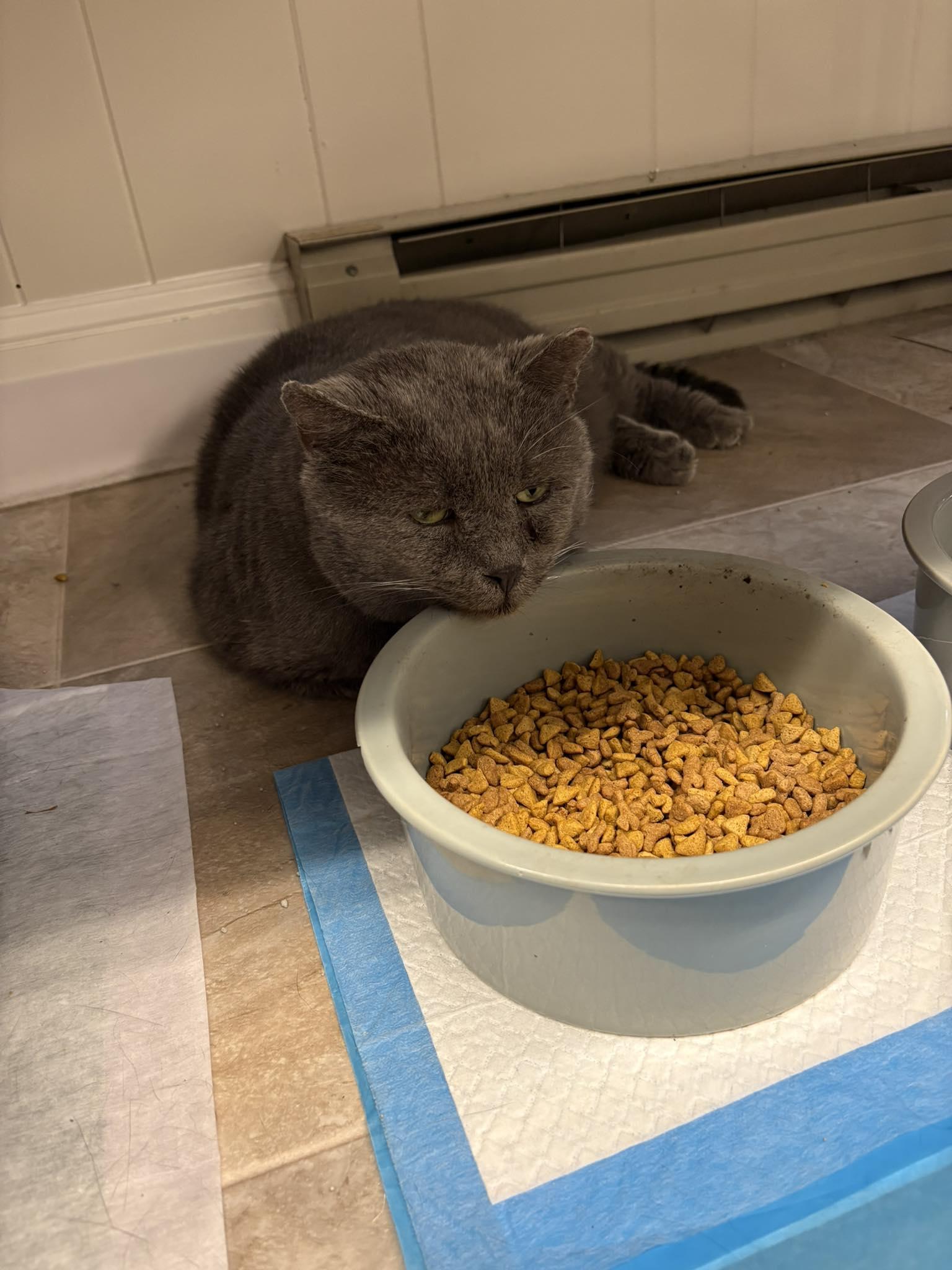 Big Papi, a Adoptable Domestic Short Hair in Plainville, MA image 4/6