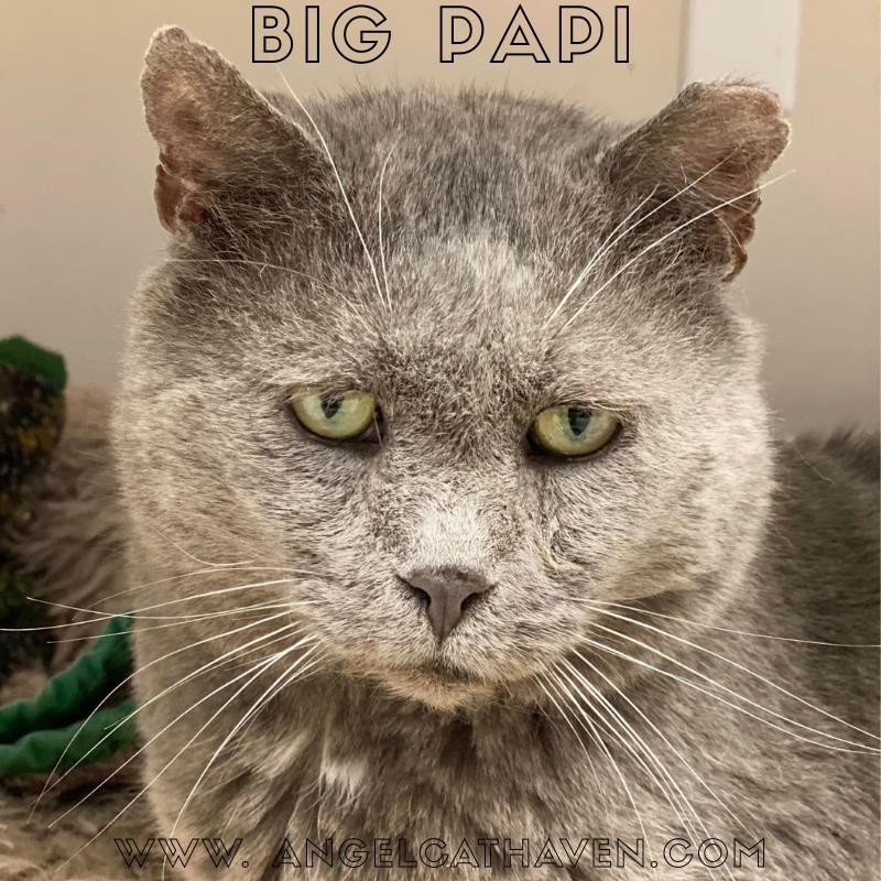 Big Papi photo 2