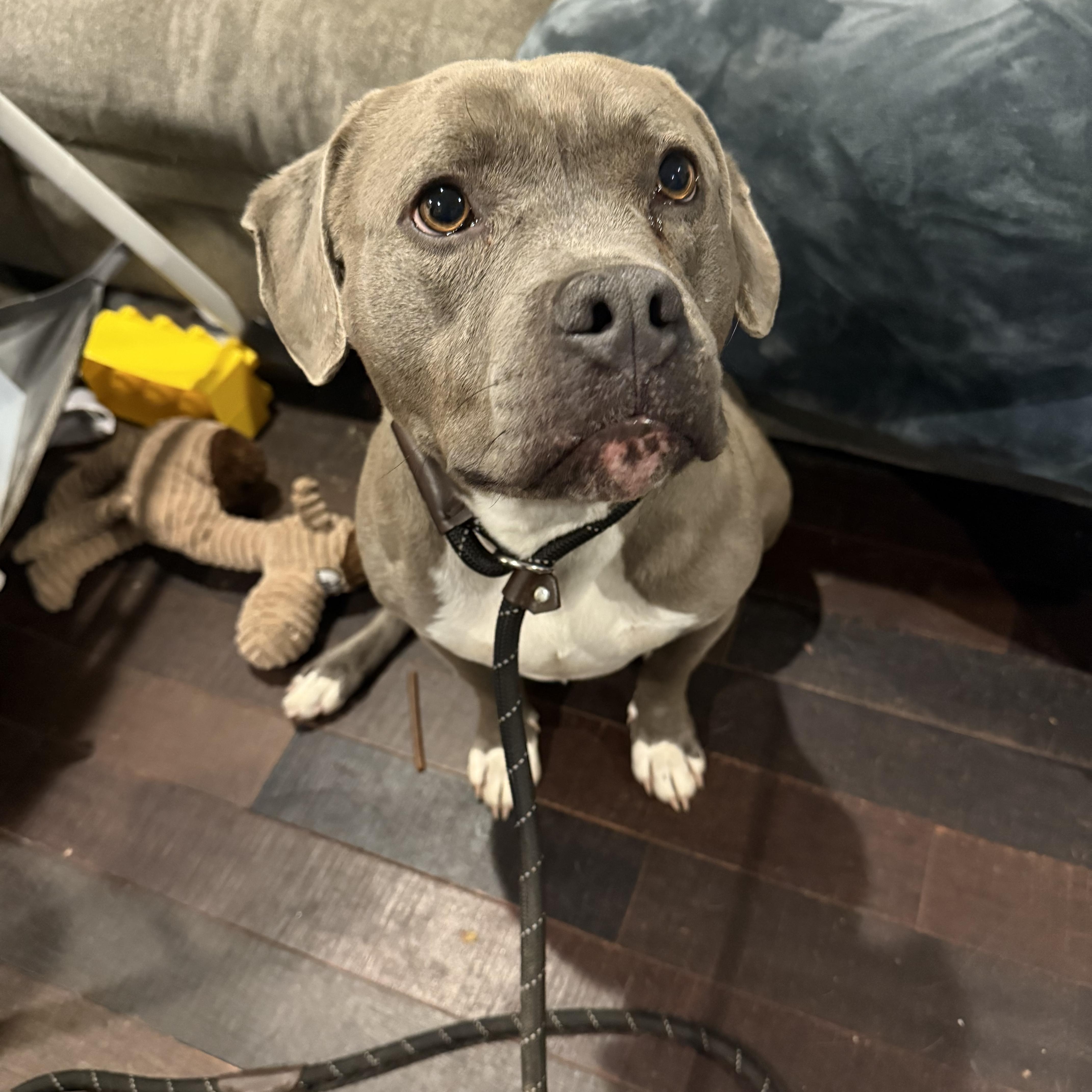 Enlarge Jett, a Adoptable Pit Bull Terrier in Newfoundland, NJ image 4/6