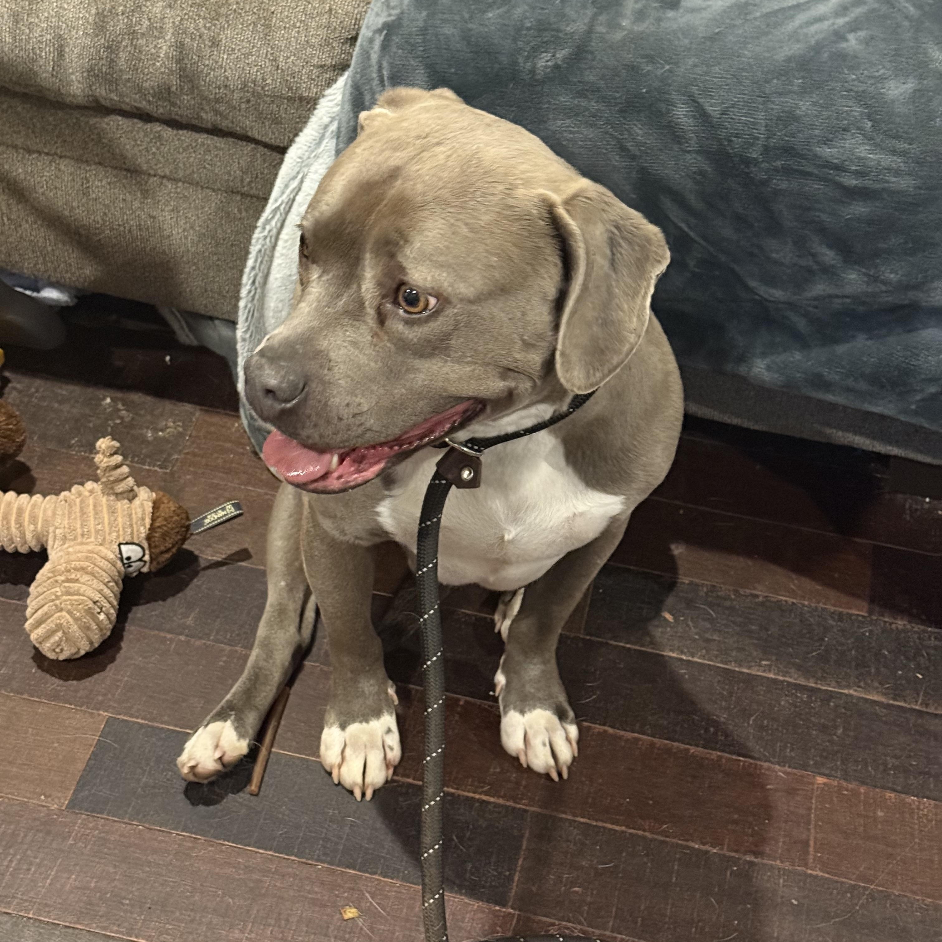 Enlarge Jett, a Adoptable Pit Bull Terrier in Newfoundland, NJ image 6/6