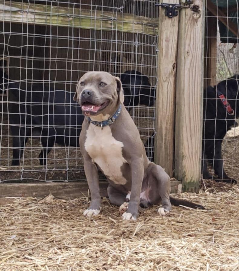 Jett, Adoptable, Adult Male Pit Bull Terrier.