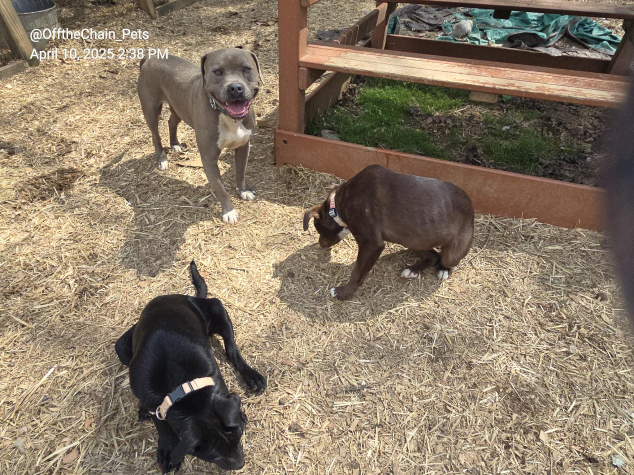 Enlarge Jett, a Adoptable Pit Bull Terrier in Newfoundland, NJ image 2/6