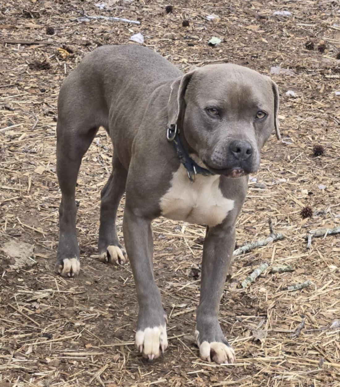 Enlarge Jett, a Adoptable Pit Bull Terrier in Newfoundland, NJ image 3/6