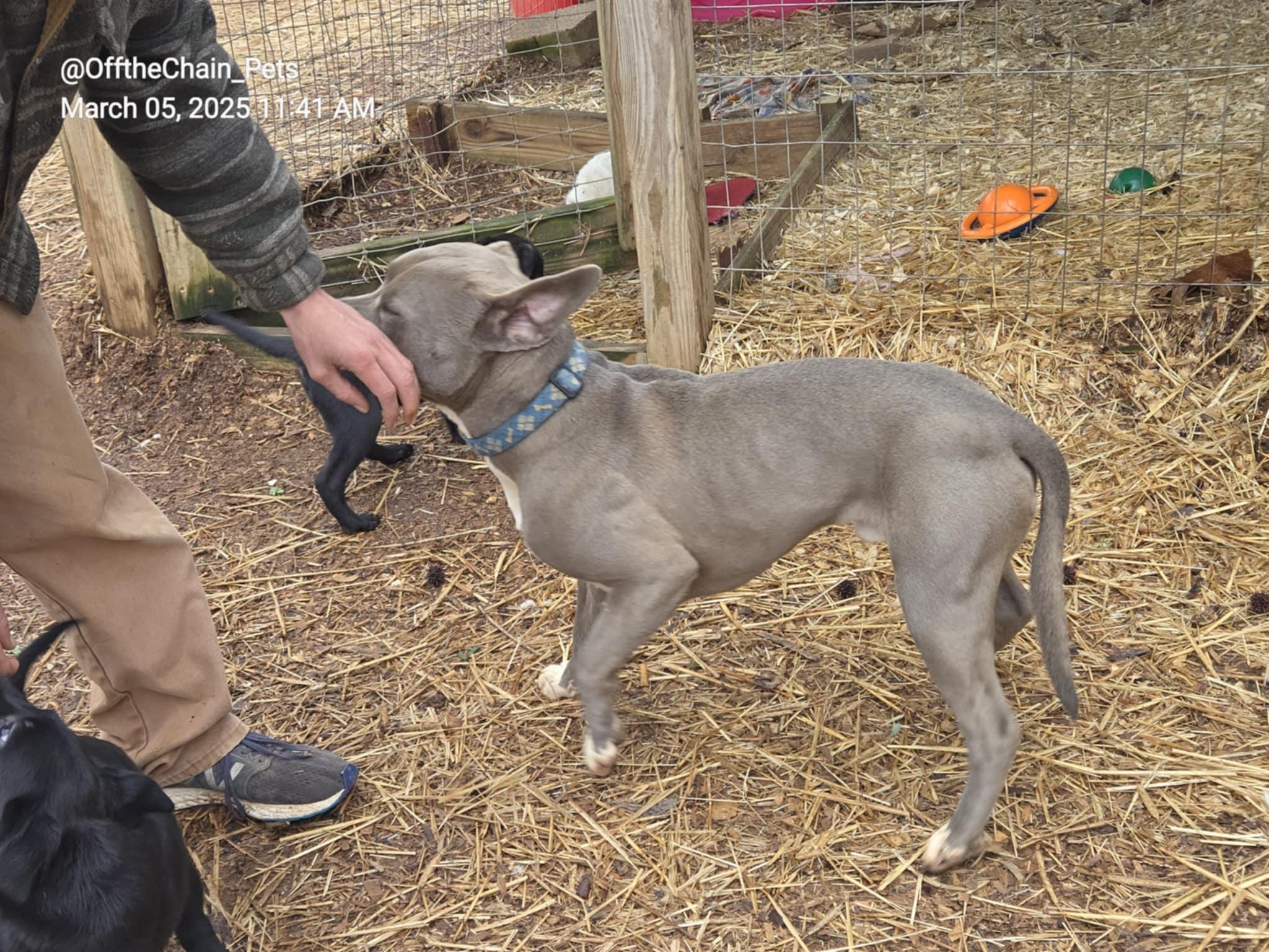 Enlarge Jett, a Adoptable Pit Bull Terrier in Newfoundland, NJ image 4/6