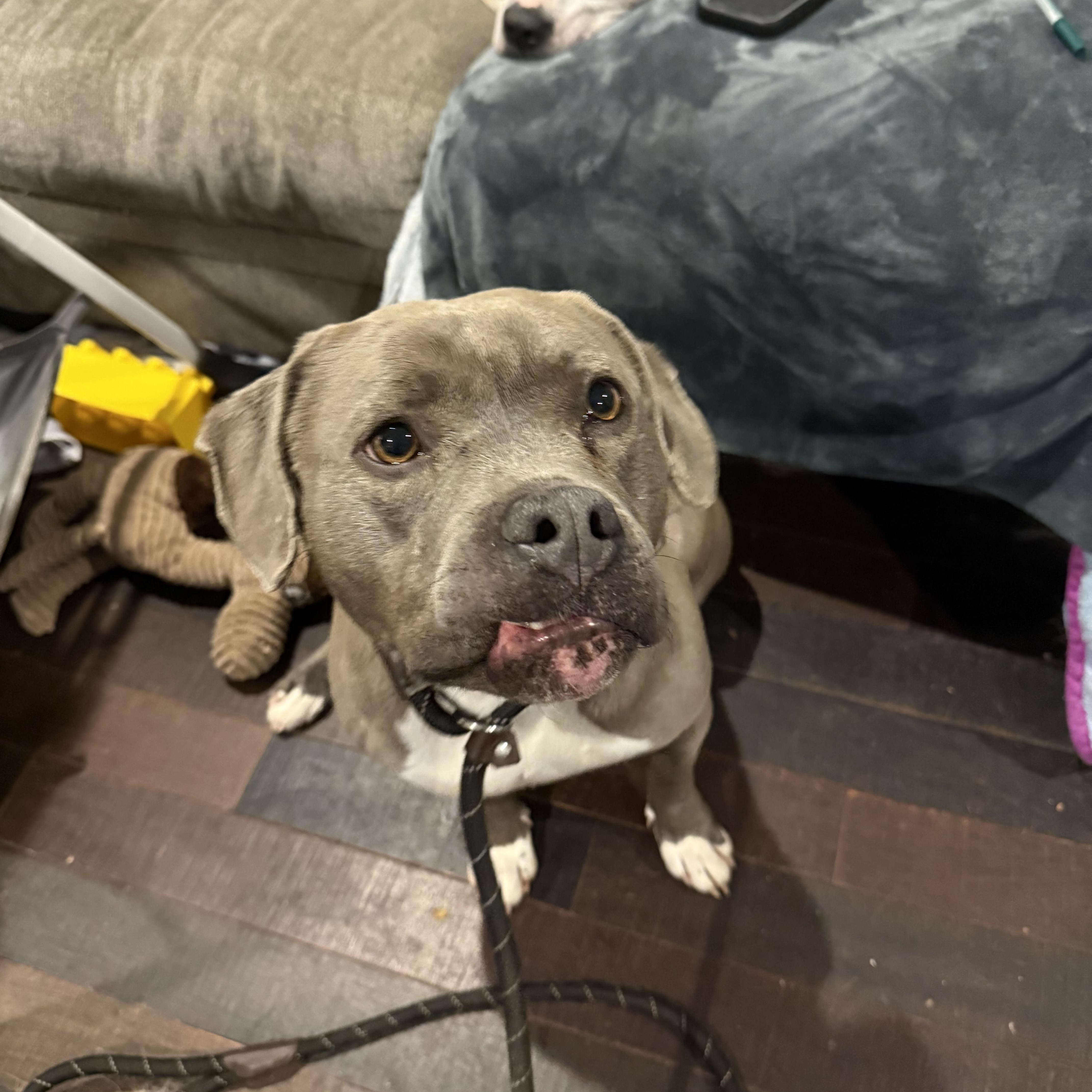 Enlarge Jett, a Adoptable Pit Bull Terrier in Newfoundland, NJ image 5/6