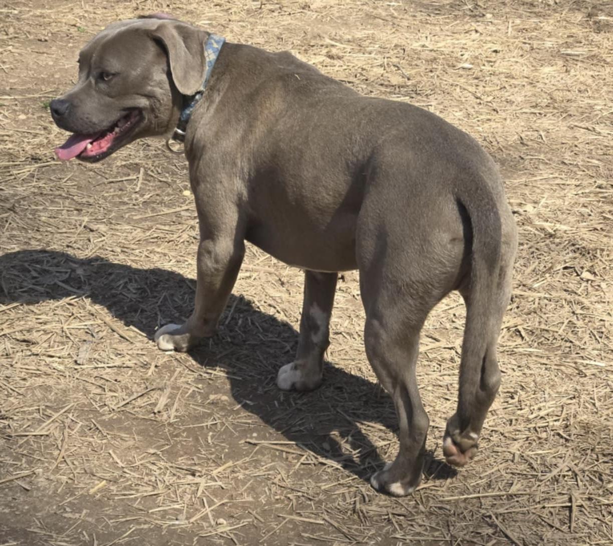 Enlarge Jett, a Adoptable Pit Bull Terrier in Newfoundland, NJ image 5/6