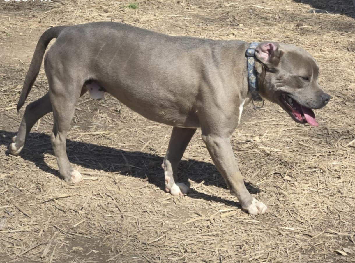 Enlarge Jett, a Adoptable Pit Bull Terrier in Newfoundland, NJ image 6/6
