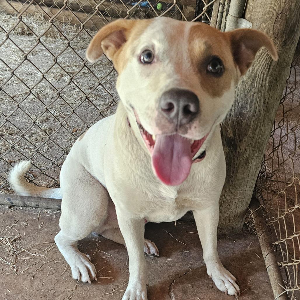 Enlarge Chapo, a Adoptable mixed breed in Melrose, FL image 1/1