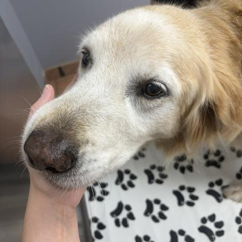 Enlarge Bailey, a Adopted Golden Retriever in New Canaan, CT image 1/3