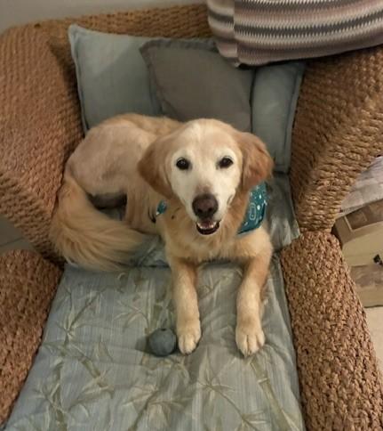 Enlarge Bailey, a Adopted Golden Retriever in New Canaan, CT image 2/3