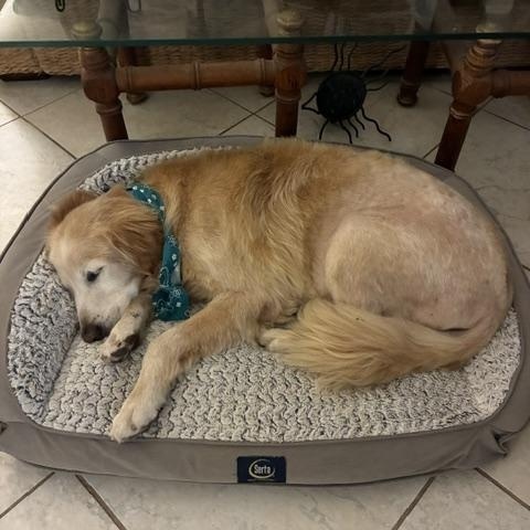 Enlarge Bailey, a Adopted Golden Retriever in New Canaan, CT image 3/3