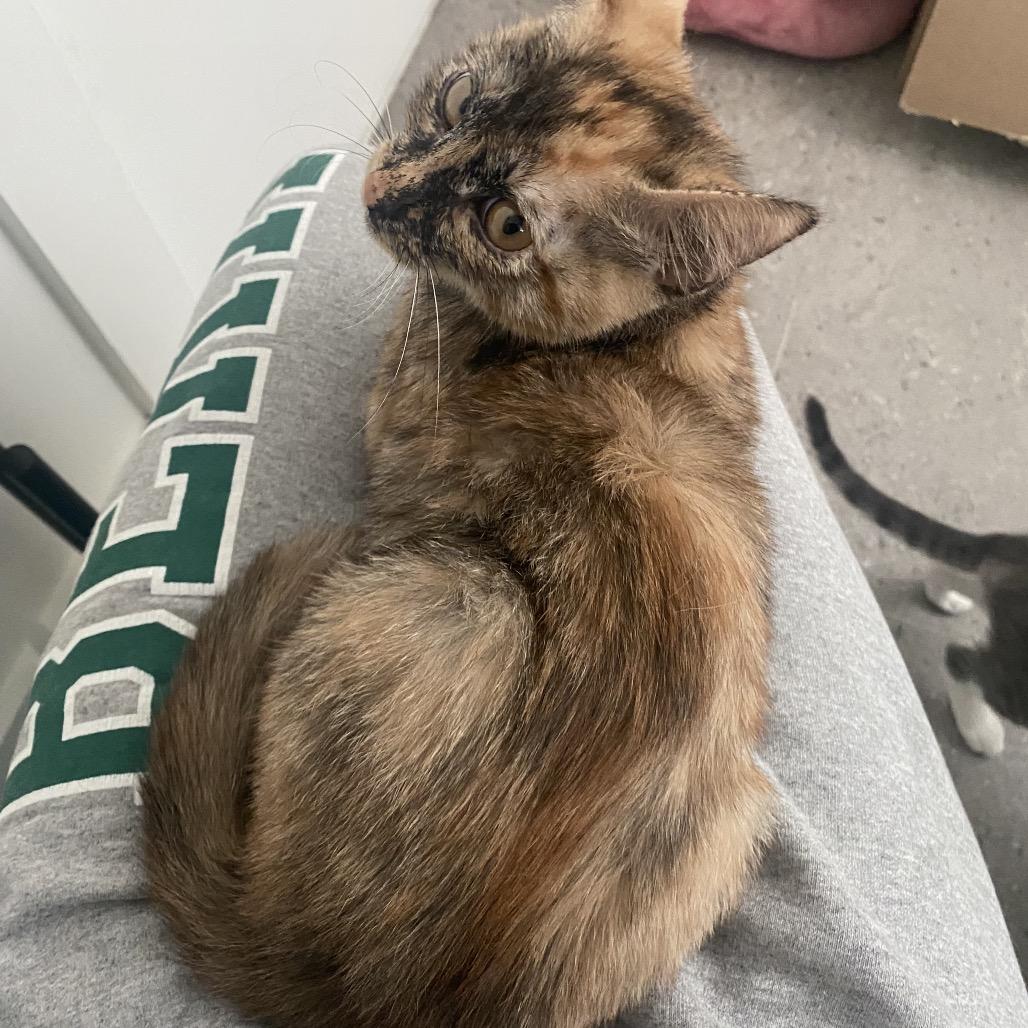 Bootsie — thumbnail 2