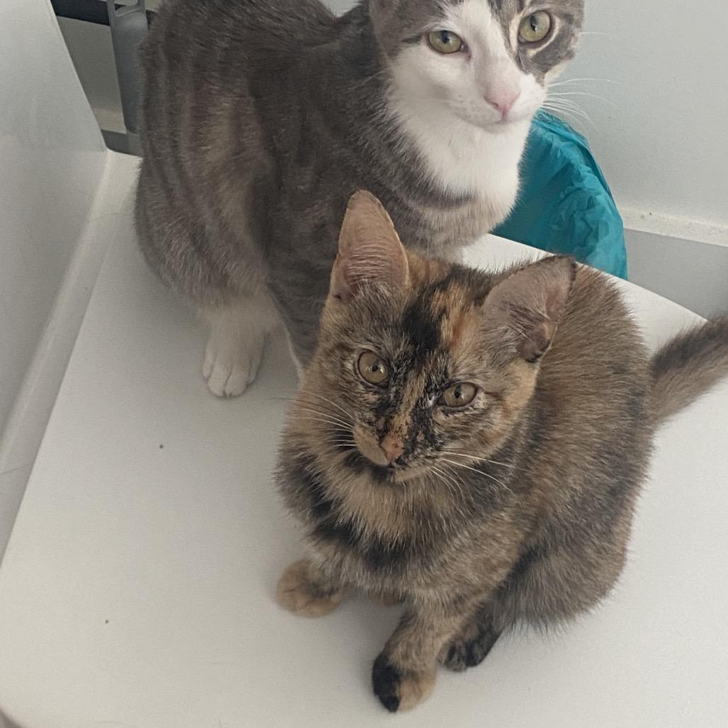 Bootsie — thumbnail 3