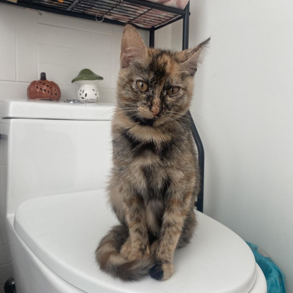 Bootsie — thumbnail 4