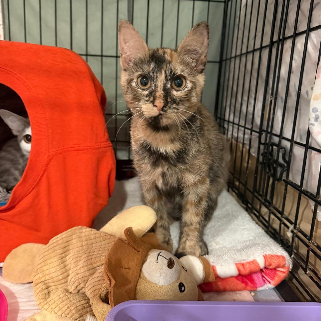 Bootsie — thumbnail 5